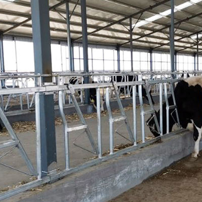 0.4m/Cow牛ヘッド ロック