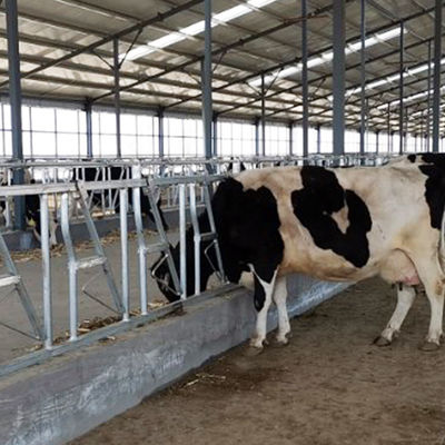0.4m/Cow牛ヘッド ロック