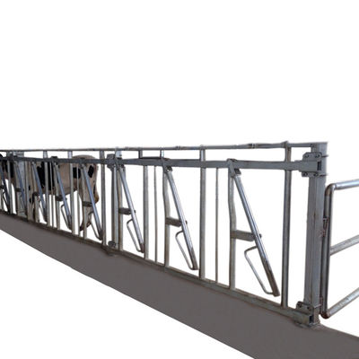 1.2m/Cow牛ヘッド ロック