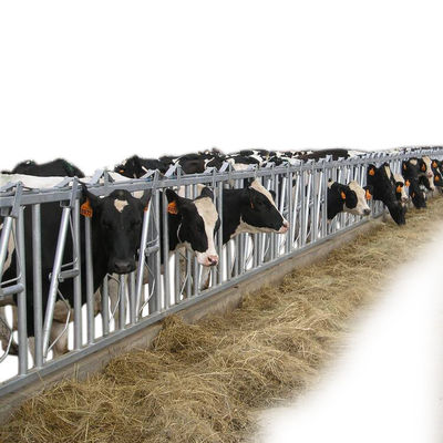 1.2m/Cow牛ヘッド ロック