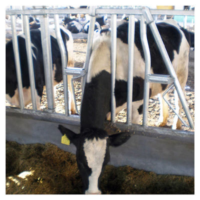 1.2m/Cow牛ヘッド ロック