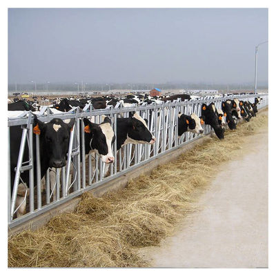 1.2m/Cow牛ヘッド ロック