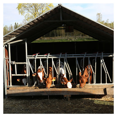 1.2m/Cow牛ヘッド ロック